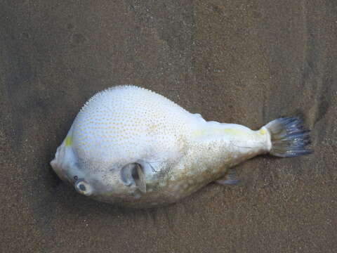 Image of Gangetic pufferfish