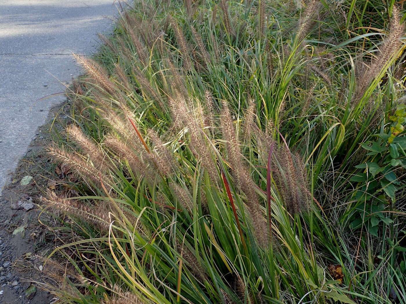 Sivun Cenchrus alopecuroides (L.) Thunb. kuva