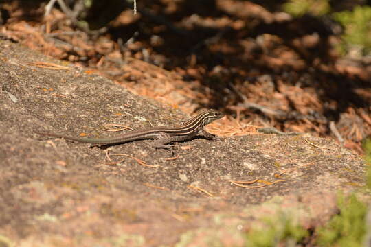 Image of Plateau Striped Whiptail