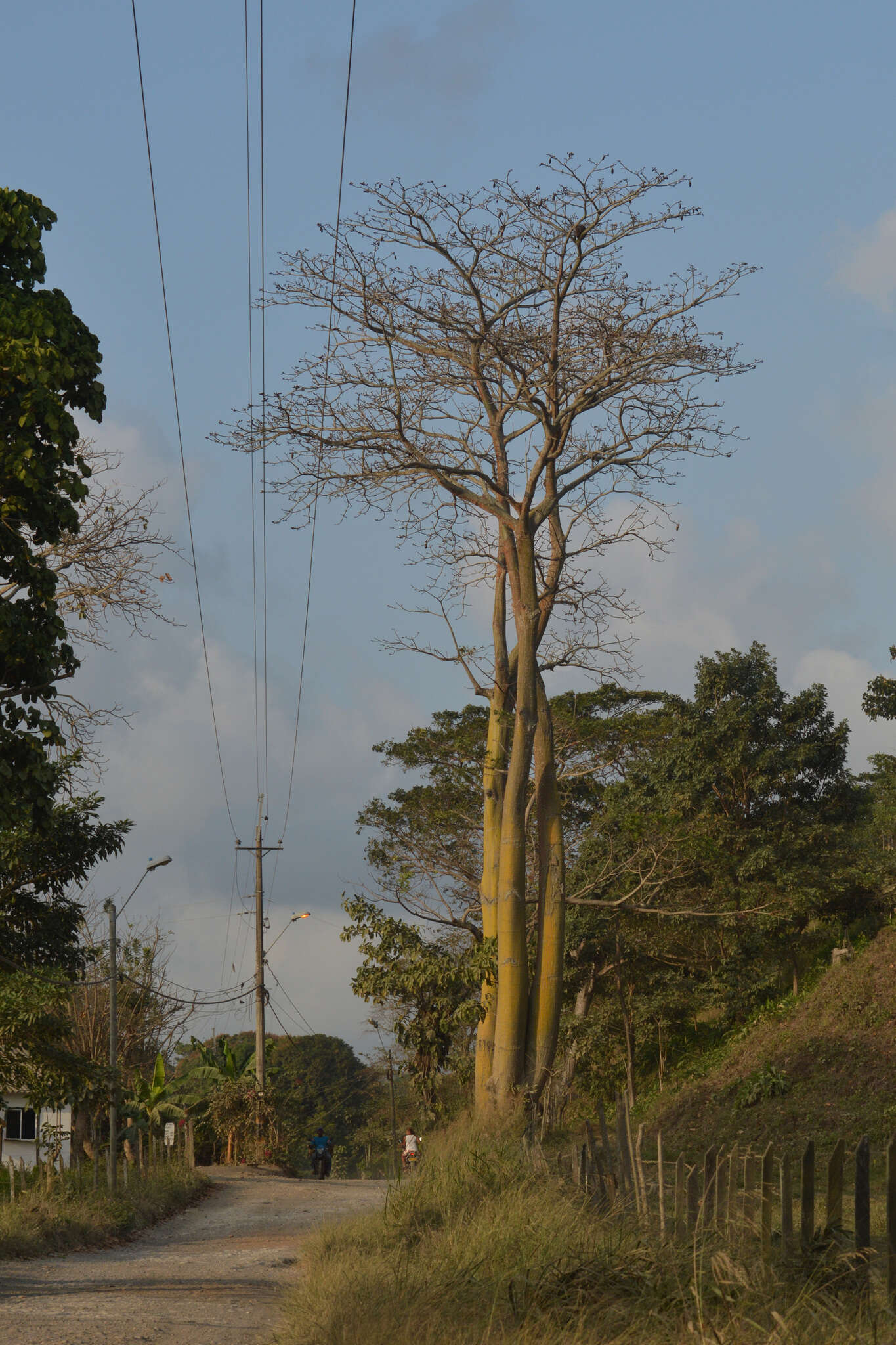 Image of Barrigon Kapoktree