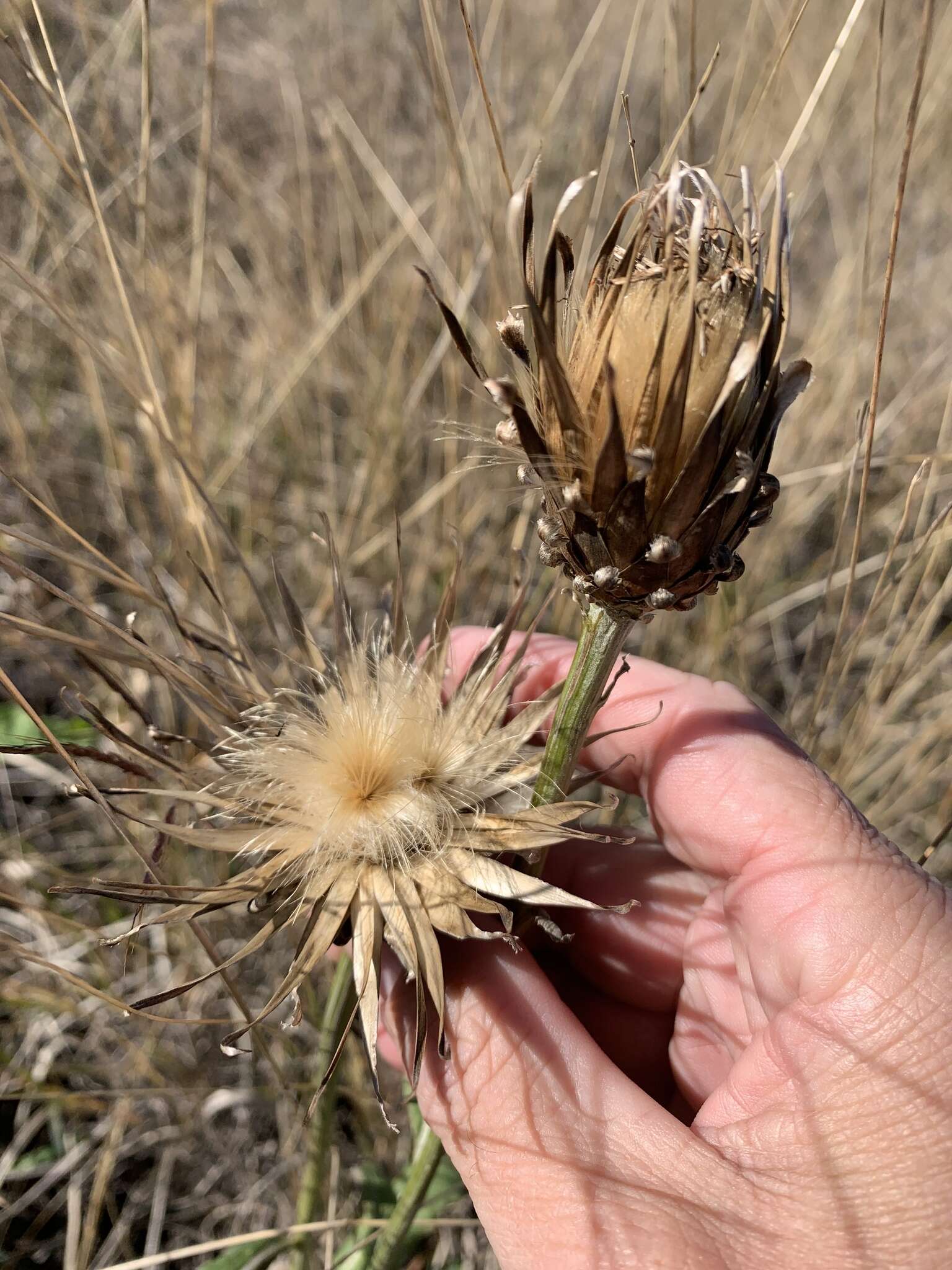 Image of Rhaponticum australe (Gaud.) Soskov