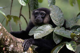 Image of Agile Gibbon