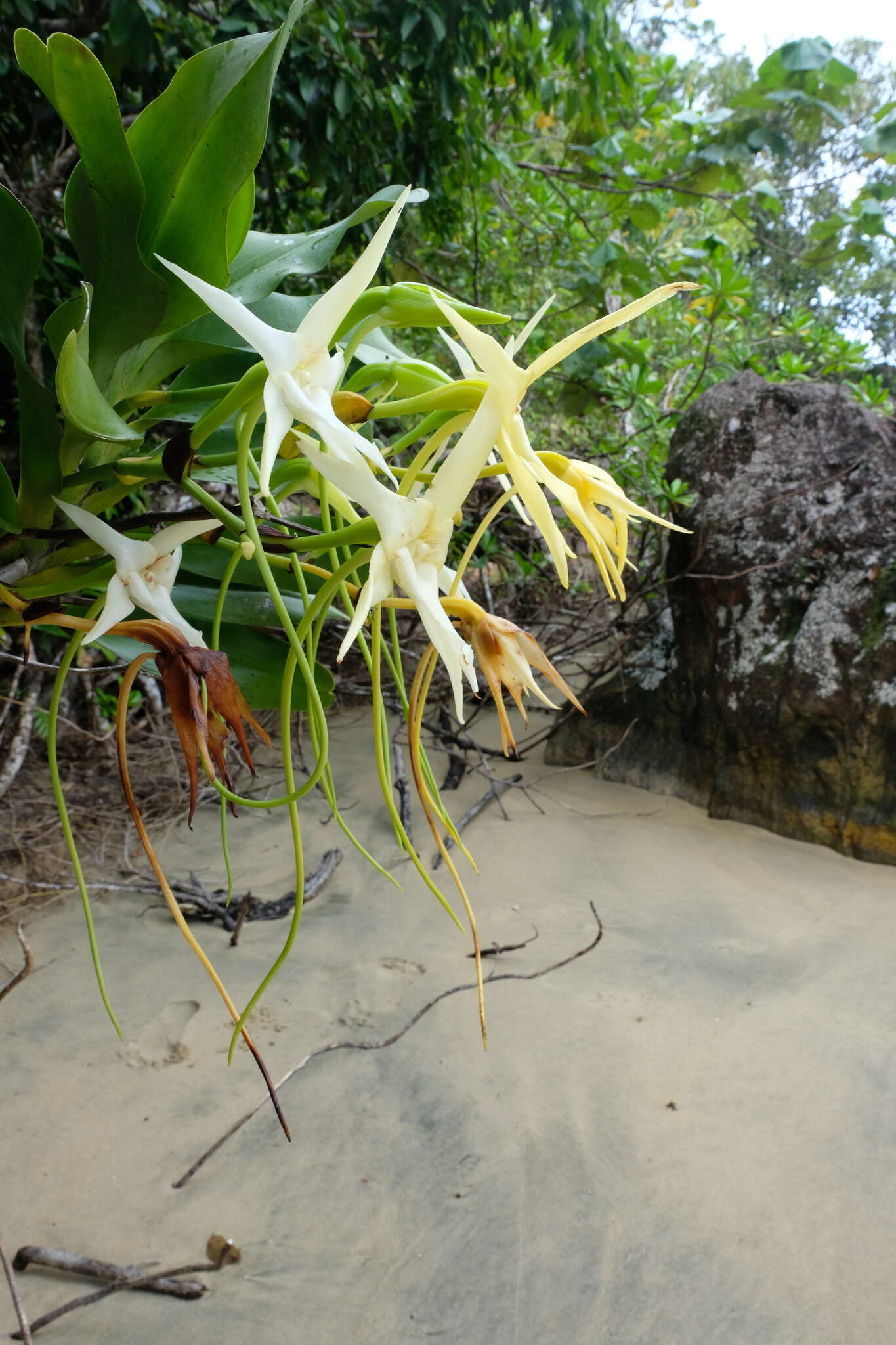 Imagem de Angraecum sesquipedale Thouars