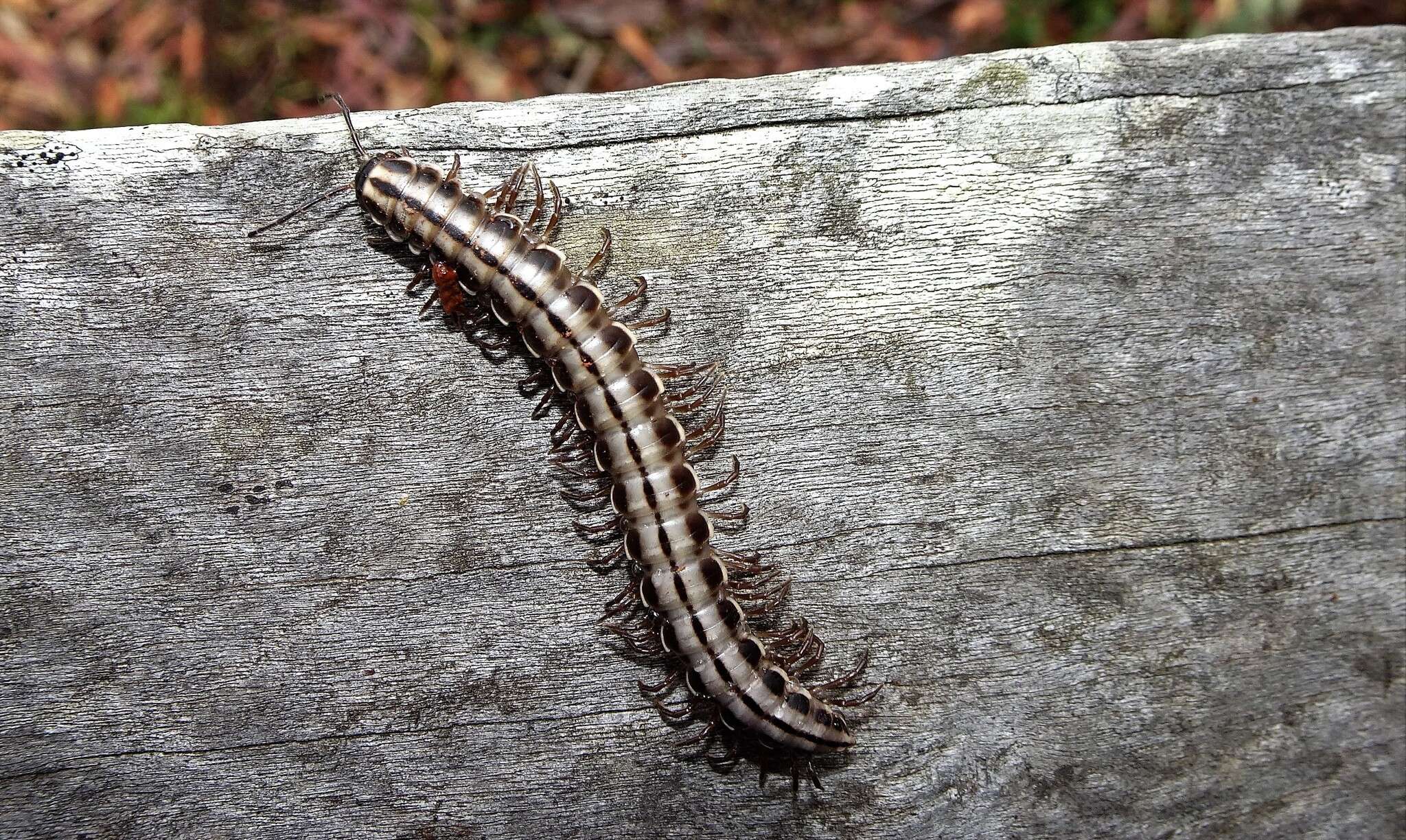 Image of Cladethosoma toowoomba Mesibov 2018