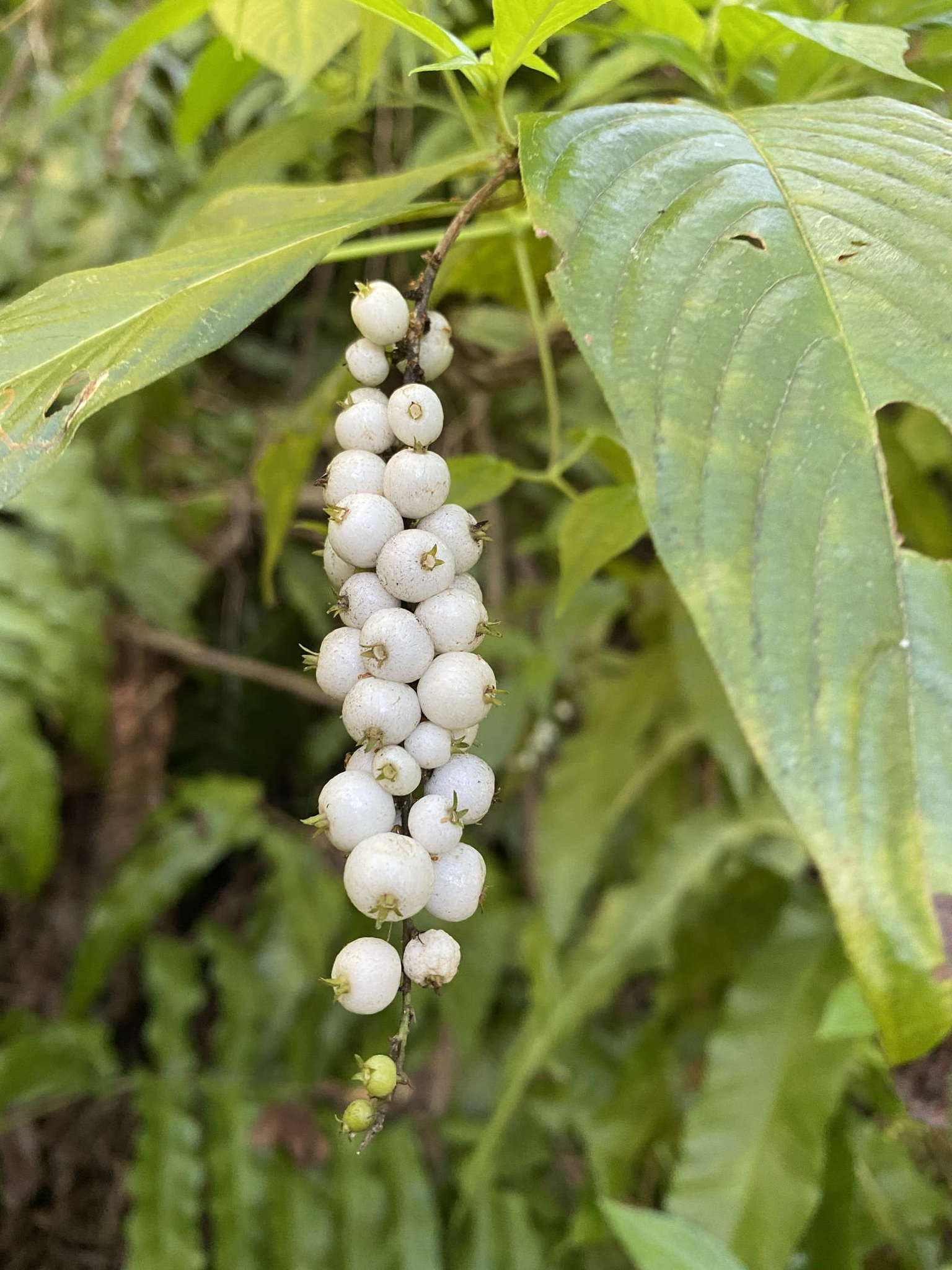 Imagem de Gonzalagunia hirsuta (Jacq.) K. Schum.