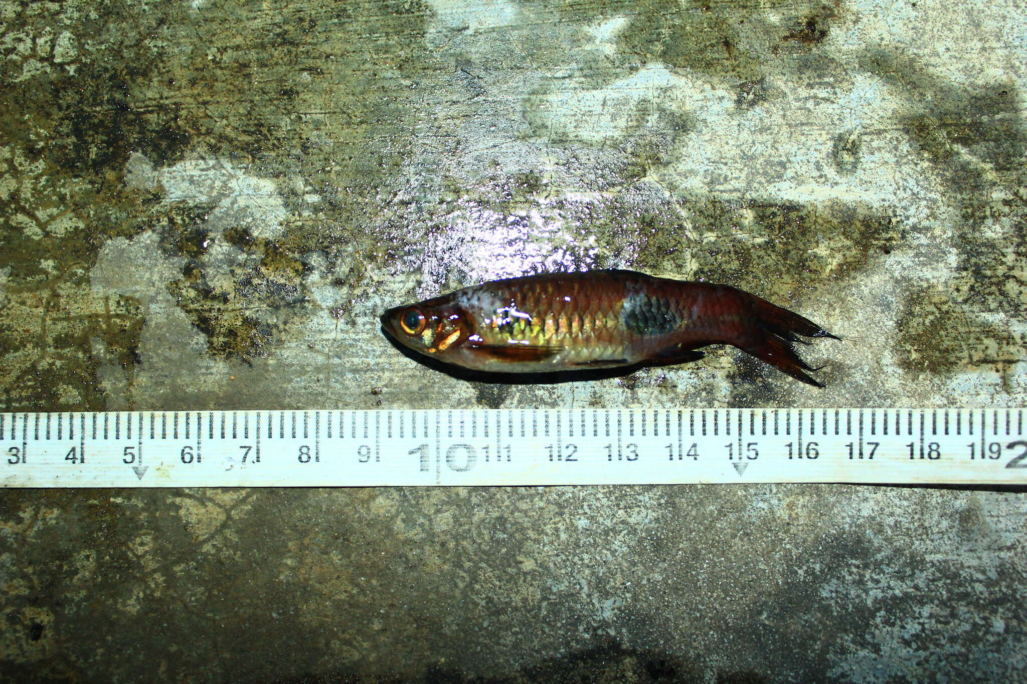 Imagem de Rasbora kalochroma (Bleeker 1851)