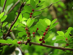 Image of Breynia vitis-idaea (Burm. fil.) C. E. C. Fisch.