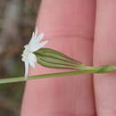 Image of Silene aethiopica subsp. aethiopica