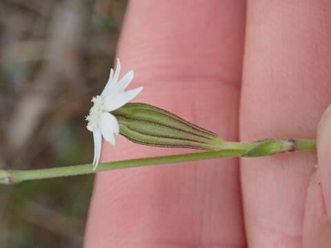 Слика од Silene aethiopica subsp. aethiopica