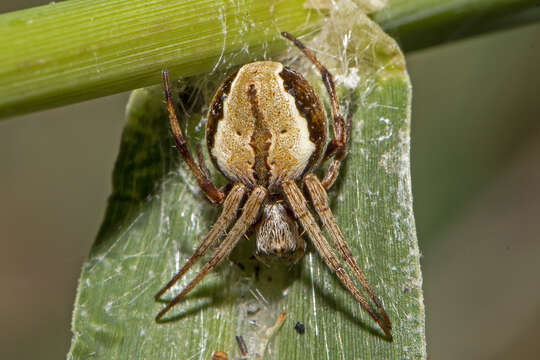 Image of Salsa brisbanae (L. Koch 1867)