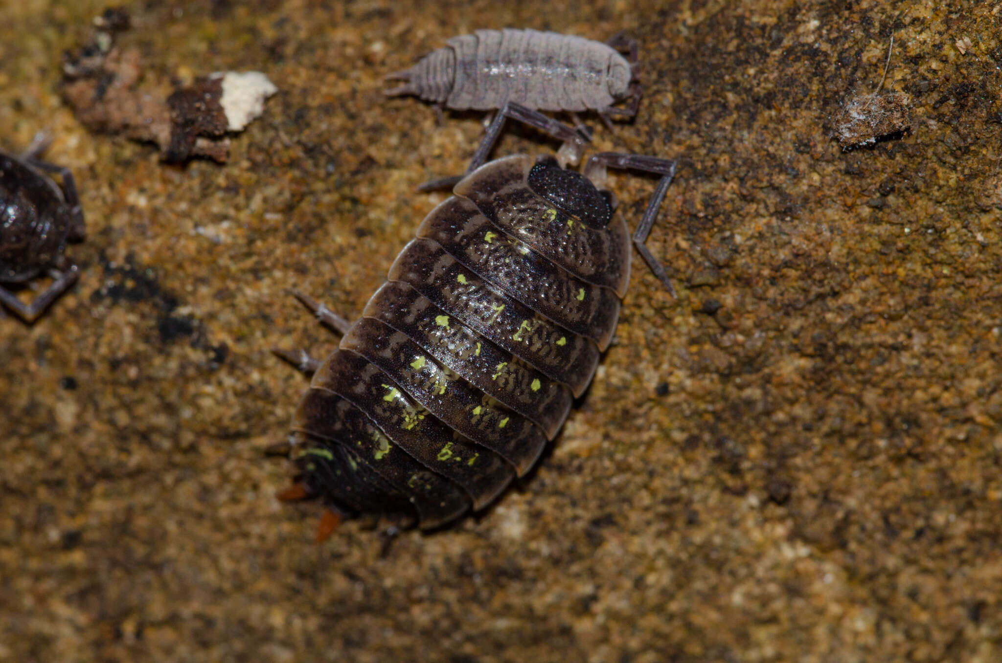 Image of Porcellio monticola Lereboullet 1853