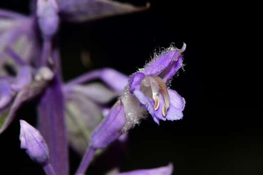 Sivun Salvia divinorum Epling & Játiva kuva