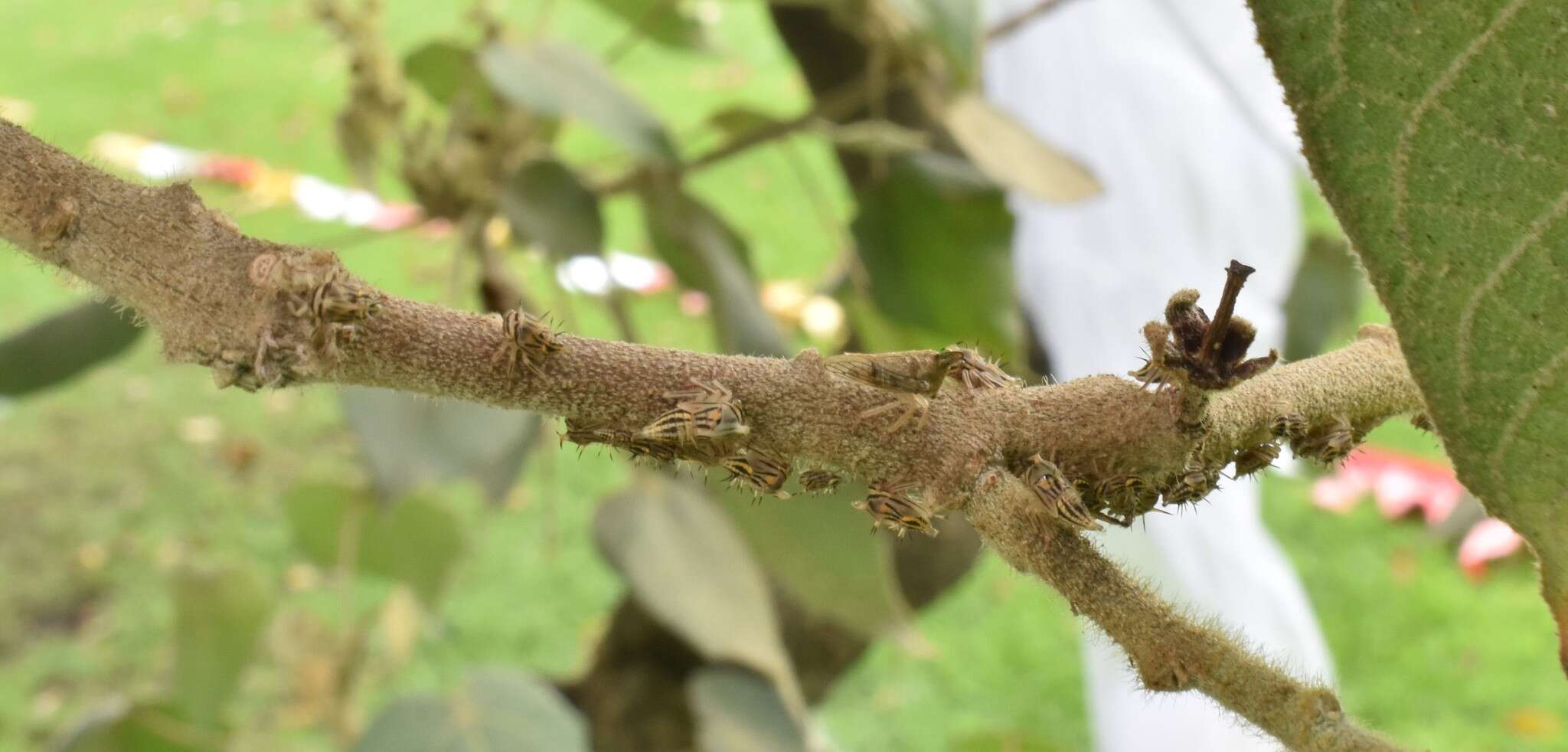 Aconophora laminata Fairmaire resmi