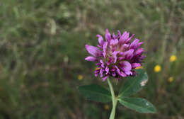 Image of cows clover