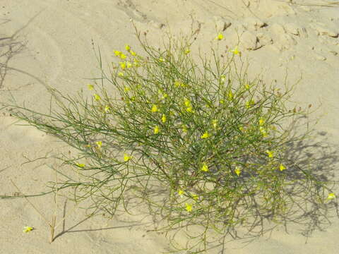 Image of Linaria odora (Bieb.) Fischer