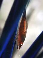 Image of Holthuis urchin shrimp