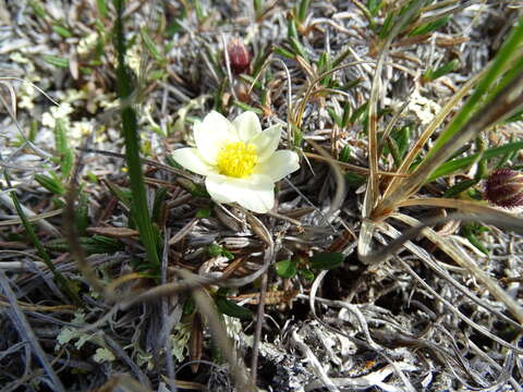 Image of entireleaf mountain-avens