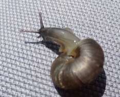 Image of reddish snail