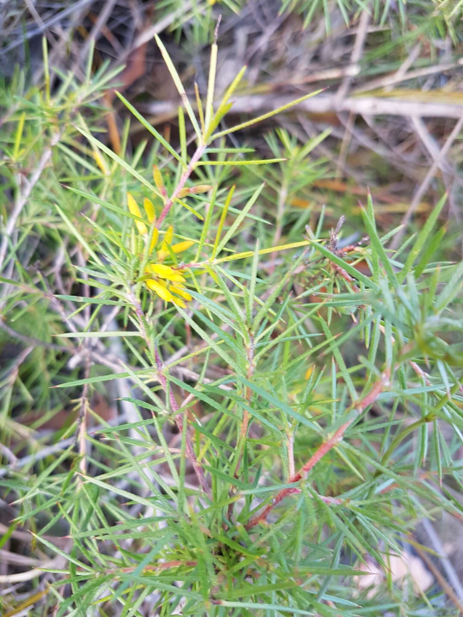 Imagem de Persoonia juniperina Labill.