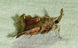 Clydonopteron resmi