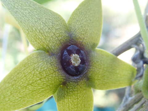 Image of Matelea quercetorum (Standl.) W. D. Stevens