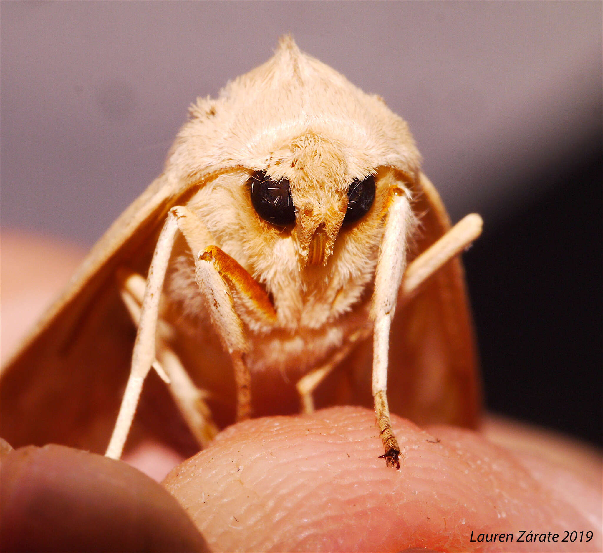 Слика од Leucanopsis lurida Edwards 1887