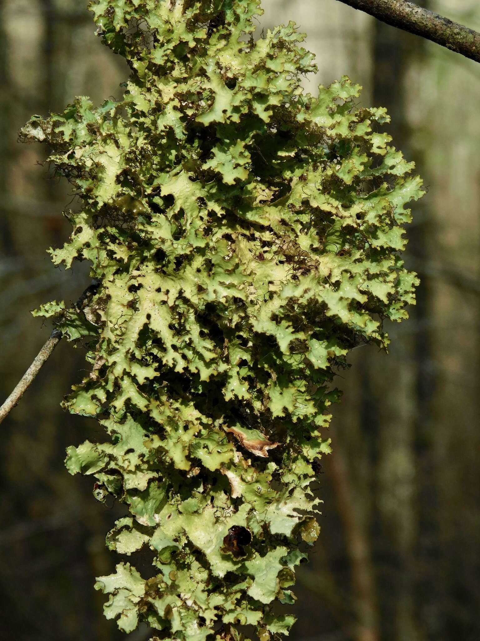 Image of Tuckermanopsis ciliaris