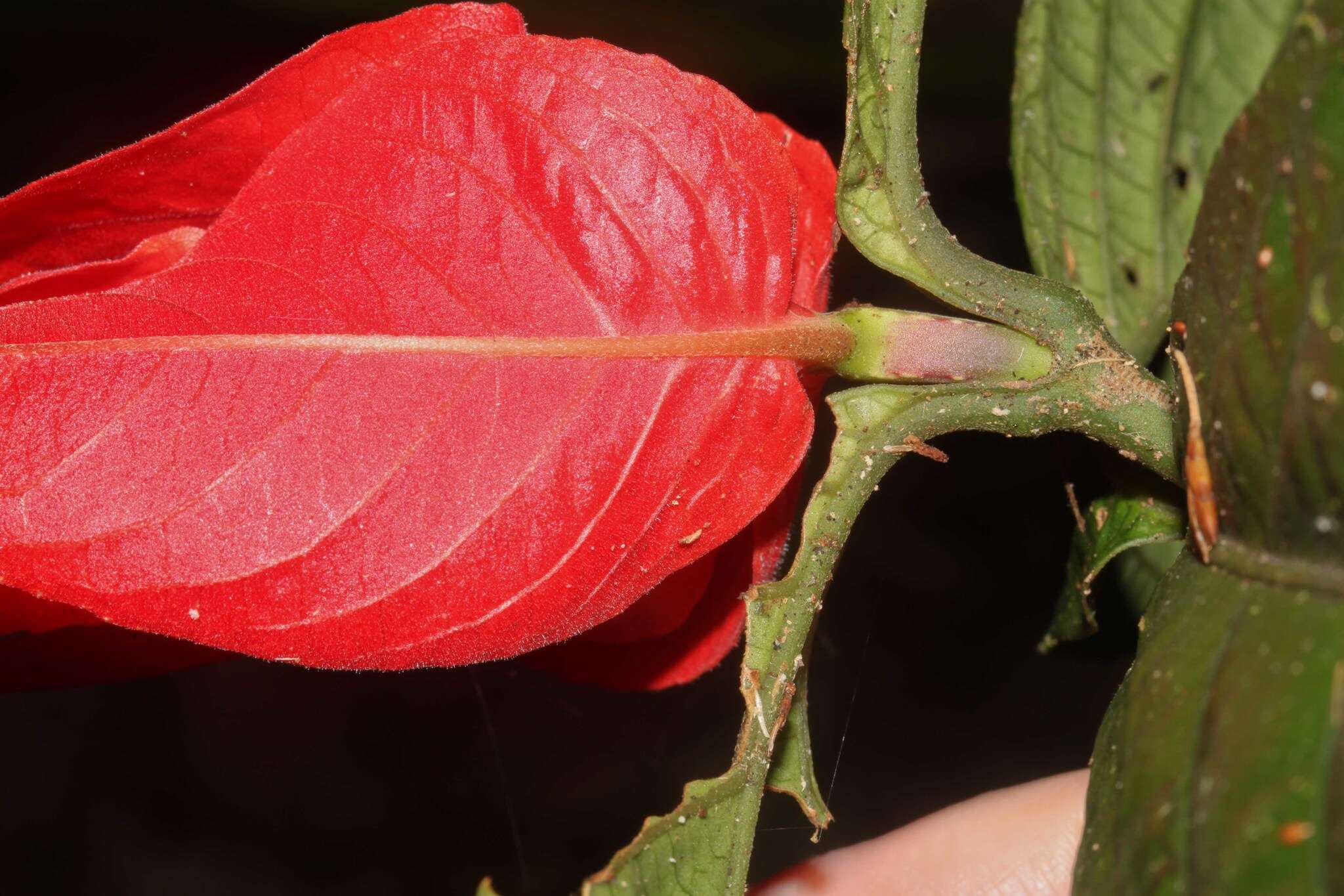 Image of Peruvian wild petunia