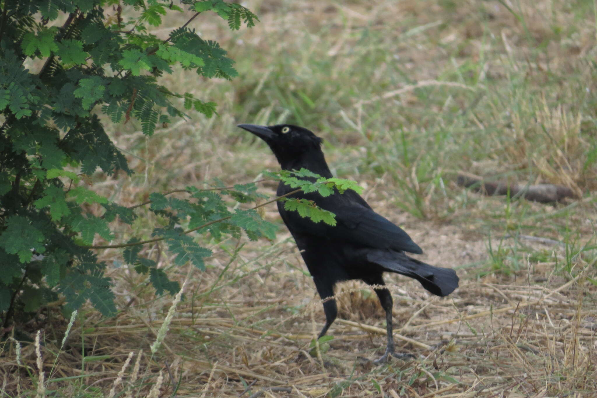 Image of Carib Grackle