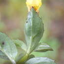 Image of Erythranthe nepalensis (Benth.) G. L. Nesom