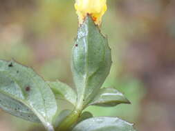 Image of Erythranthe nepalensis (Benth.) G. L. Nesom