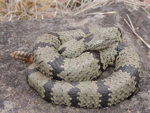 Crotalus lepidus klauberi Gloyd 1936 resmi