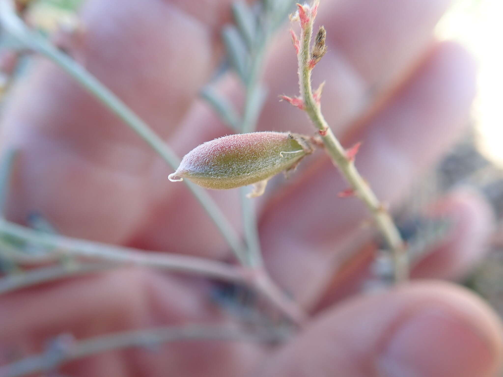 Image of copper mine milkvetch