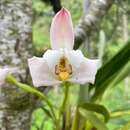 Image of Maxillaria huebschii Rchb. fil.