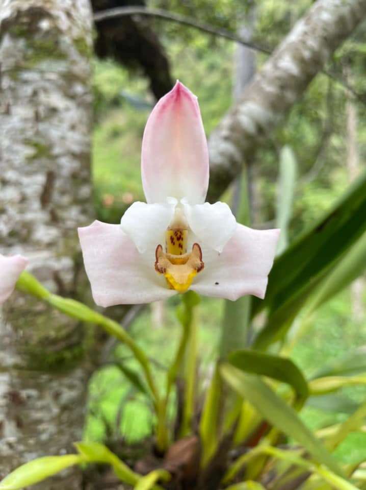 Imagem de Maxillaria huebschii Rchb. fil.