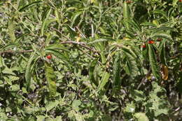 Image of Bahama Nightshade