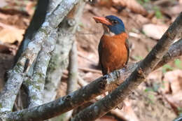 Image of Blue-headed Kingfisher