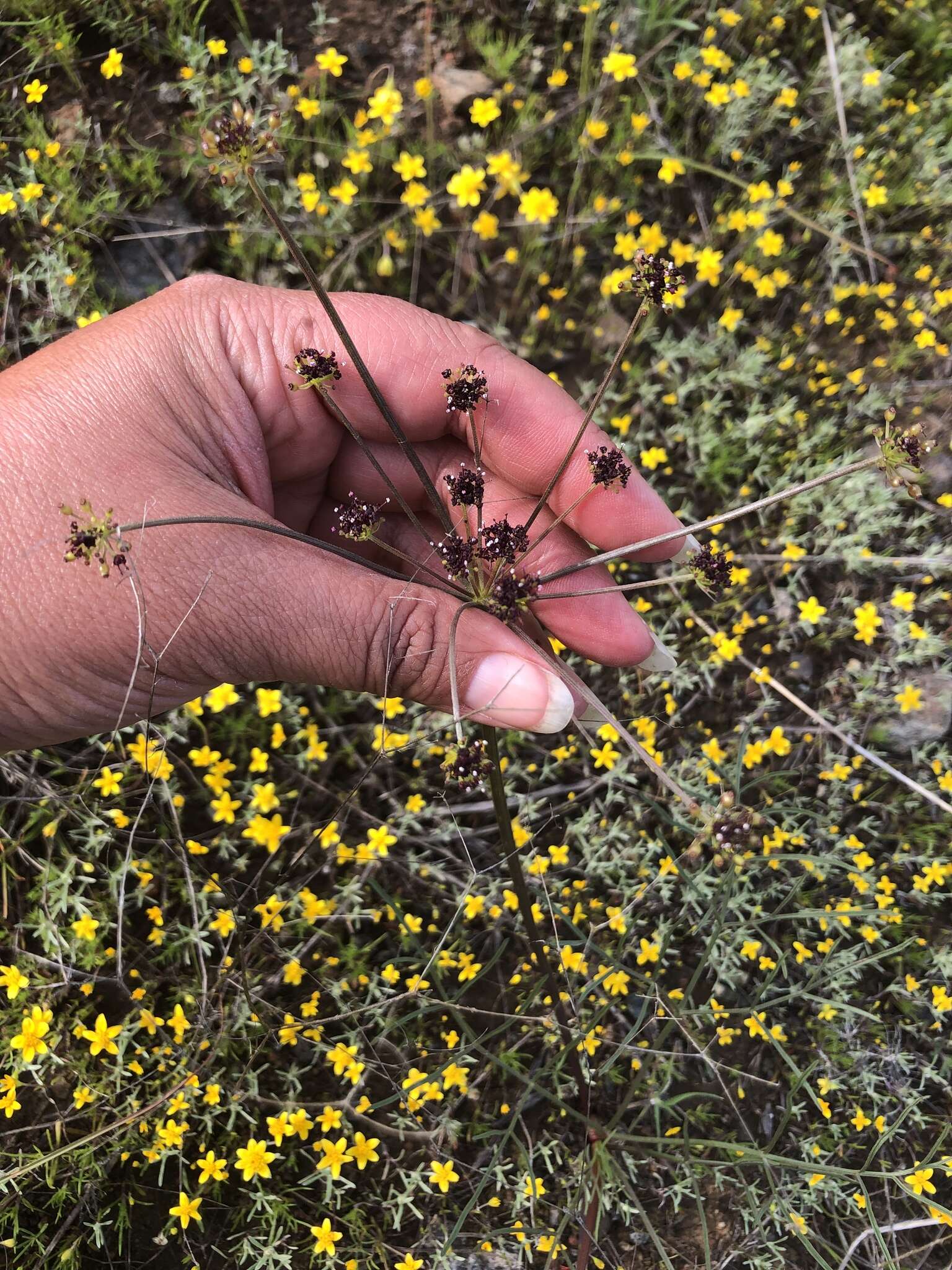 Image of butte desertparsley