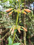 Image of Sinningia sceptrum (Mart.) Wiehler