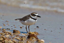 Charadrius wilsonia Ord 1814 resmi