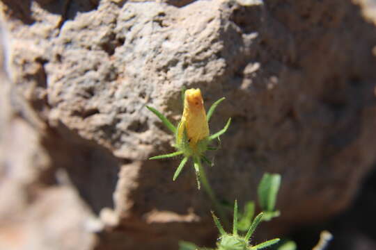 Image of desert rosemallow