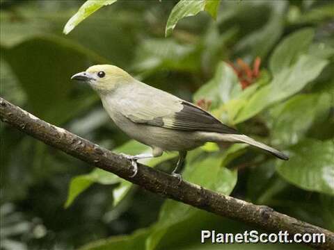 Image of Palm Tanager