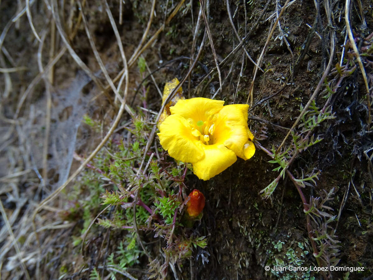 Image of Silviella prostrata (Kunth) Pennell