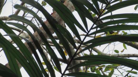 Image of Panama capuchin monkey