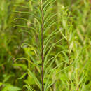 Sivun Pityrogramma trifoliata (L.) R. Tryon kuva