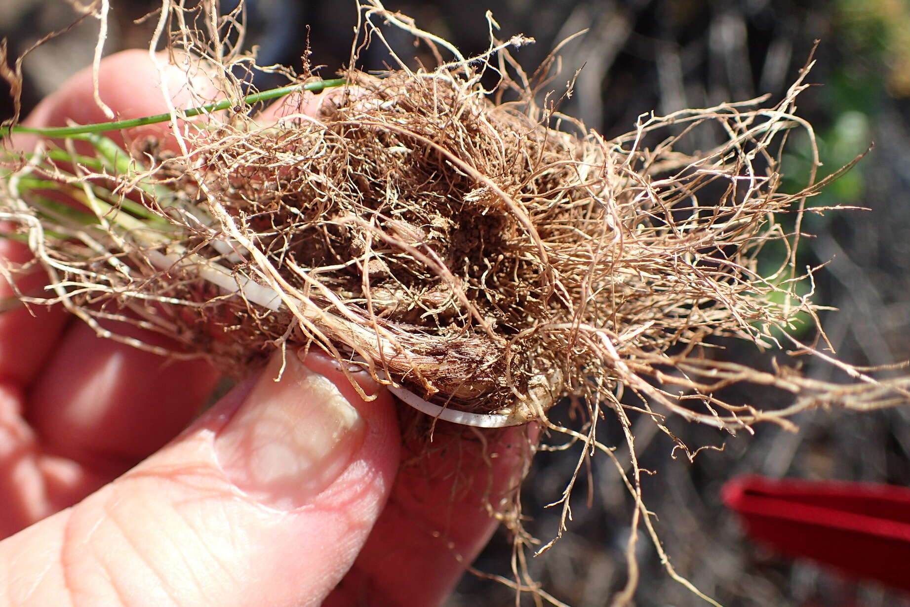 Image of Triglochin bulbosa subsp. bulbosa