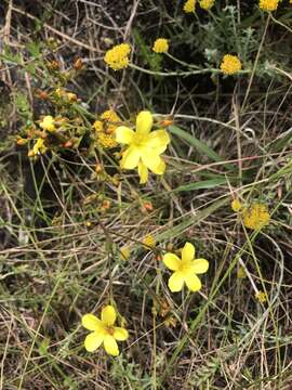 Image of Linum africanum L.