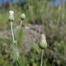 Image of Cochise horseweed