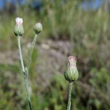 صورة Laennecia eriophylla (A. Gray) G. L. Nesom