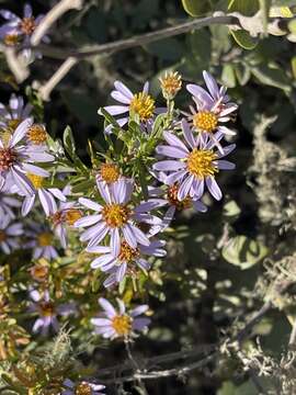 Image of Felicia fruticosa subsp. brevipedunculata (Hutch.) Grau